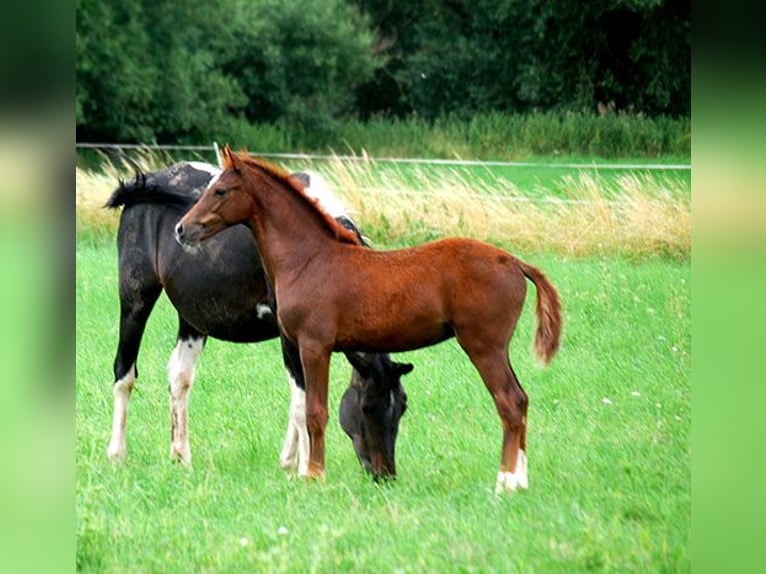 Deutsches Reitpferd Hengst Fohlen (04/2025) 169 cm Dunkelfuchs in B&#xF6;rde-Hakel OT Etgersleben