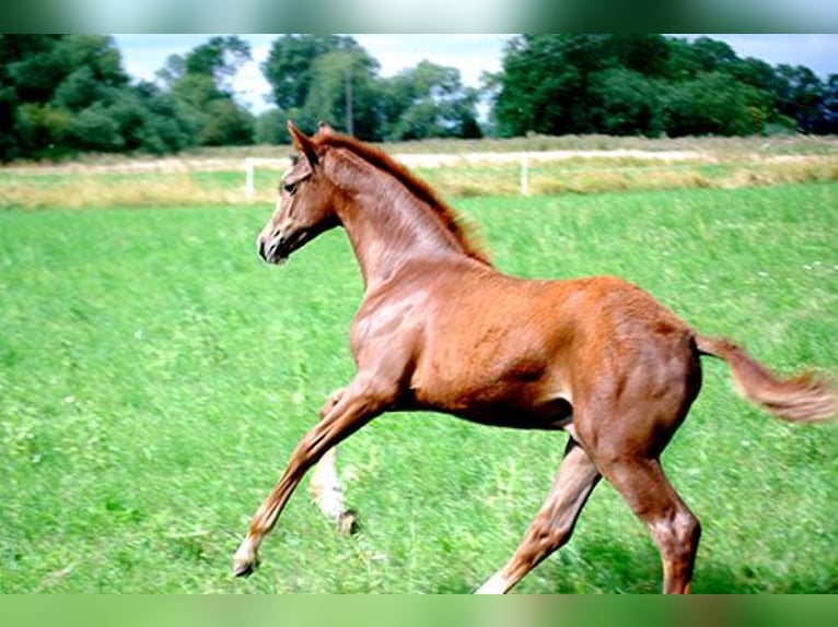 Deutsches Reitpferd Hengst Fohlen (04/2025) 169 cm Dunkelfuchs in B&#xF6;rde-Hakel OT Etgersleben