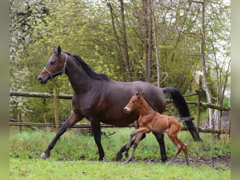 Deutsches Reitpferd Hengst Fohlen (04/2025) 170 cm Brauner in H&#xF6;chst&#xE4;dt im Fichtelgebirge