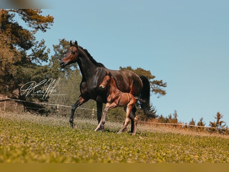 Deutsches Reitpferd Hengst Fohlen (04/2025) 170 cm Brauner in H&#xF6;chst&#xE4;dt im Fichtelgebirge