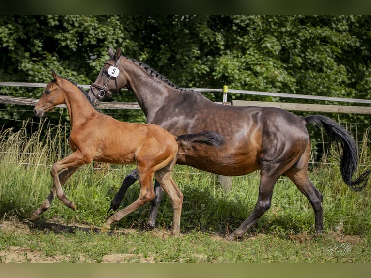 Deutsches Reitpferd Hengst Fohlen (04/2025) 170 cm Brauner in H&#xF6;chst&#xE4;dt im Fichtelgebirge