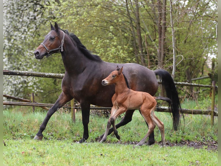 Deutsches Reitpferd Hengst Fohlen (04/2025) 170 cm Brauner in H&#xF6;chst&#xE4;dt im Fichtelgebirge