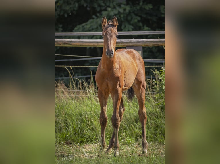 Deutsches Reitpferd Hengst Fohlen (04/2025) 170 cm Brauner in H&#xF6;chst&#xE4;dt im Fichtelgebirge