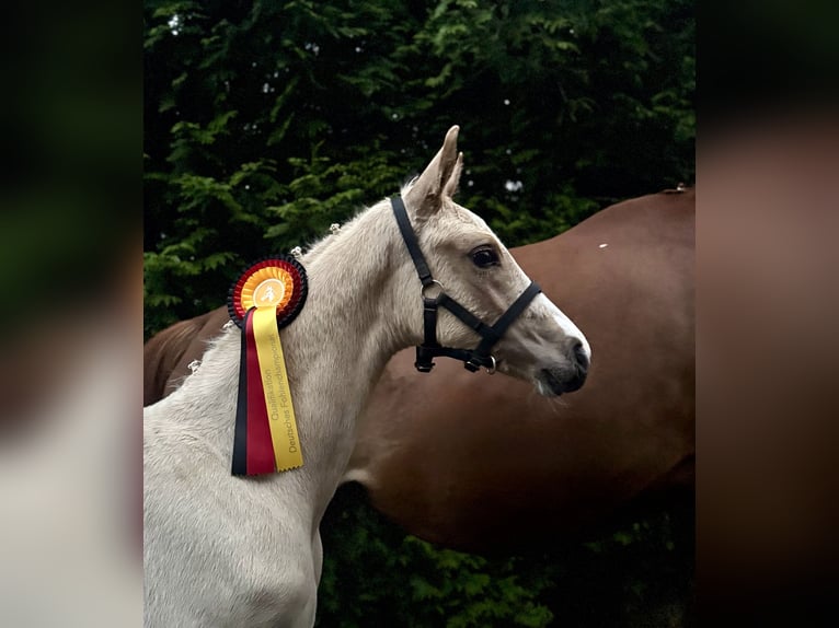 Deutsches Reitpferd Hengst Fohlen (04/2025) 170 cm in Ihlienworth