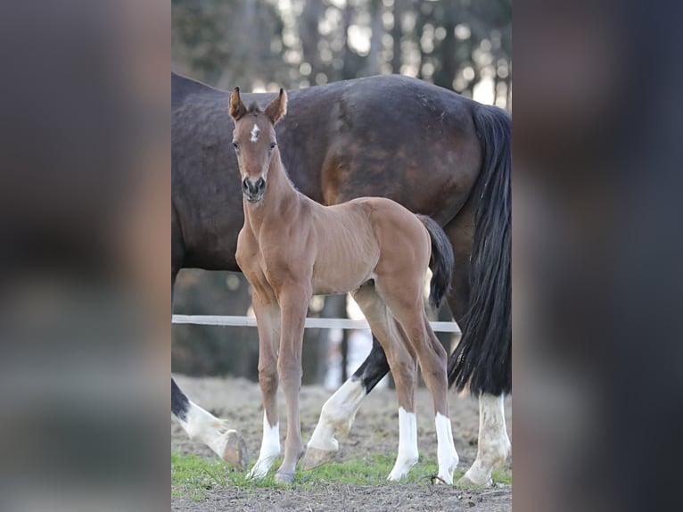 Deutsches Reitpferd Hengst  172 cm Brauner in Bergkirchen
