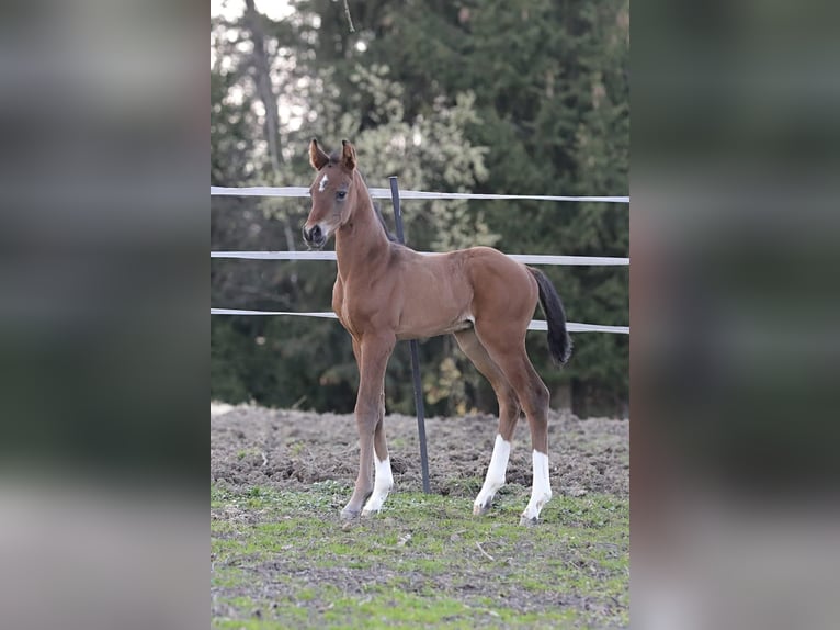 Deutsches Reitpferd Hengst  172 cm Brauner in Bergkirchen