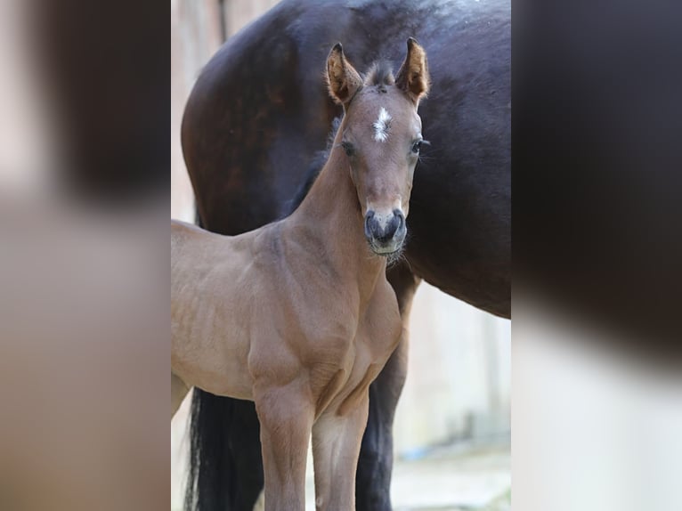 Deutsches Reitpferd Hengst  172 cm Brauner in Bergkirchen