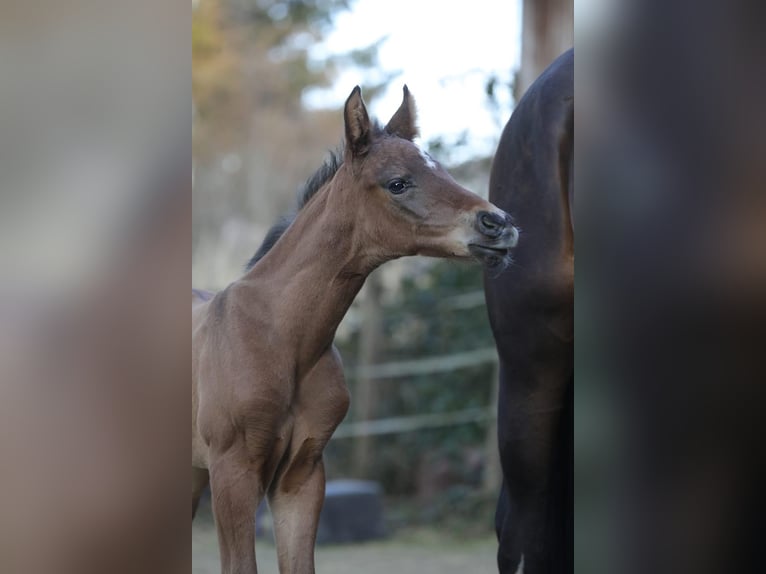 Deutsches Reitpferd Hengst  172 cm Brauner in Bergkirchen