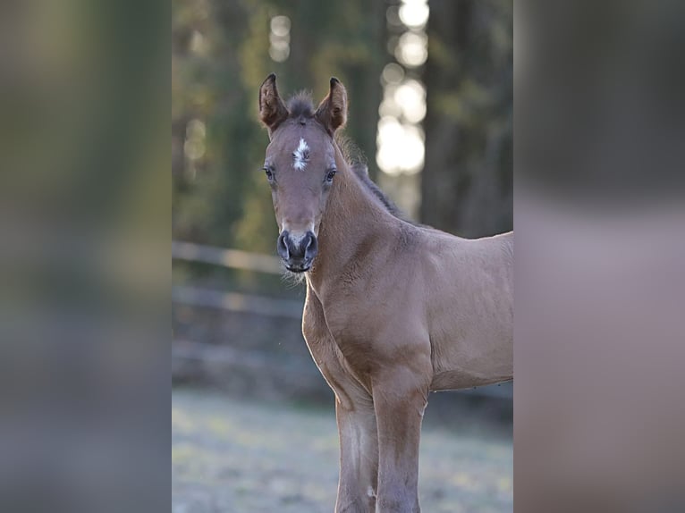 Deutsches Reitpferd Hengst  172 cm Brauner in Bergkirchen