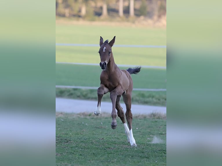 Deutsches Reitpferd Hengst  172 cm Brauner in Bergkirchen