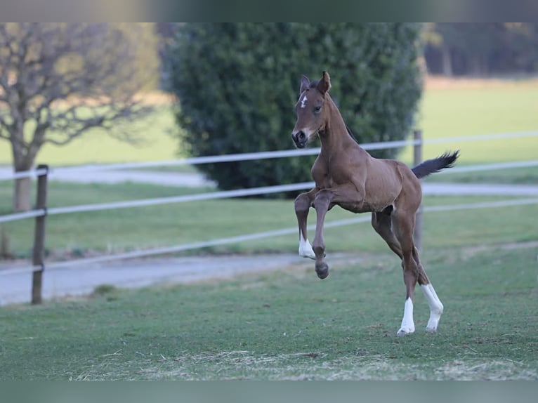 Deutsches Reitpferd Hengst  172 cm Brauner in Bergkirchen