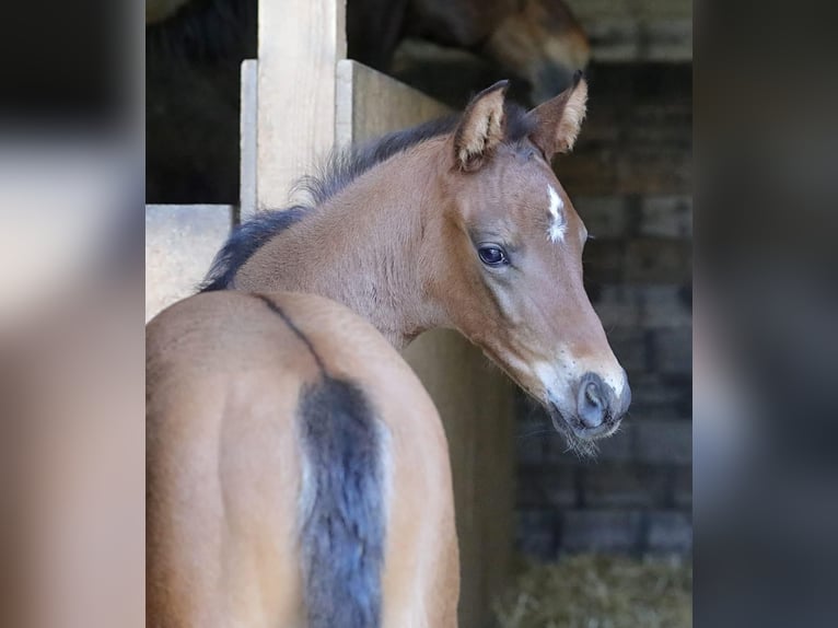 Deutsches Reitpferd Hengst  172 cm Brauner in Bergkirchen