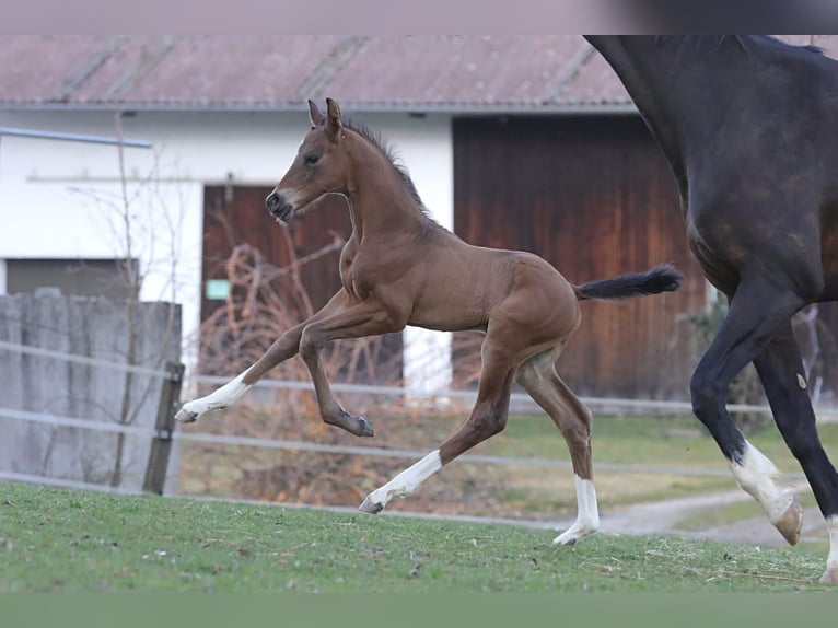 Deutsches Reitpferd Hengst  172 cm Brauner in Bergkirchen