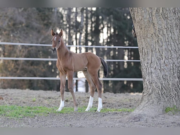 Deutsches Reitpferd Hengst  172 cm Brauner in Bergkirchen