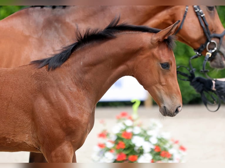 Deutsches Reitpferd Hengst  172 cm Brauner in Ostbevern
