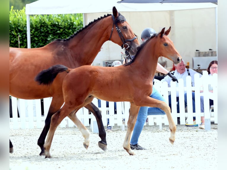 Deutsches Reitpferd Hengst  172 cm Brauner in Ostbevern