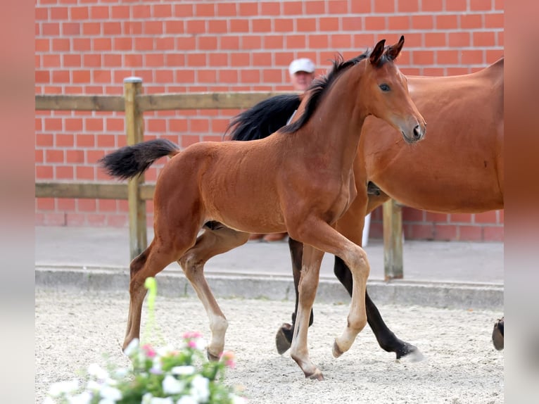 Deutsches Reitpferd Hengst  172 cm Brauner in Ostbevern
