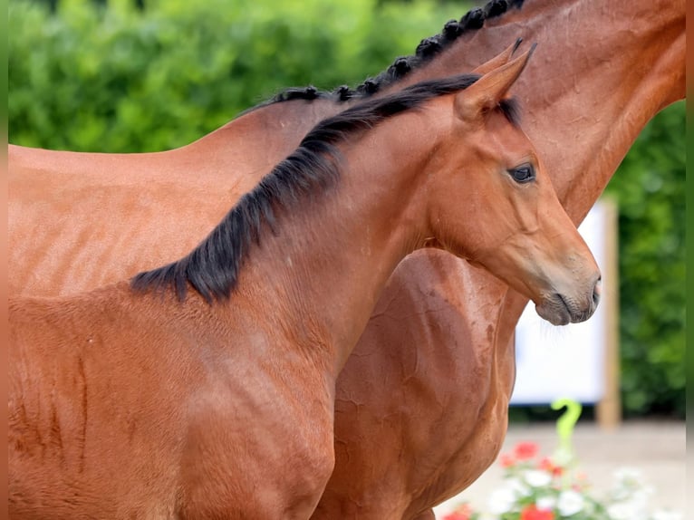 Deutsches Reitpferd Hengst  172 cm Brauner in Ostbevern