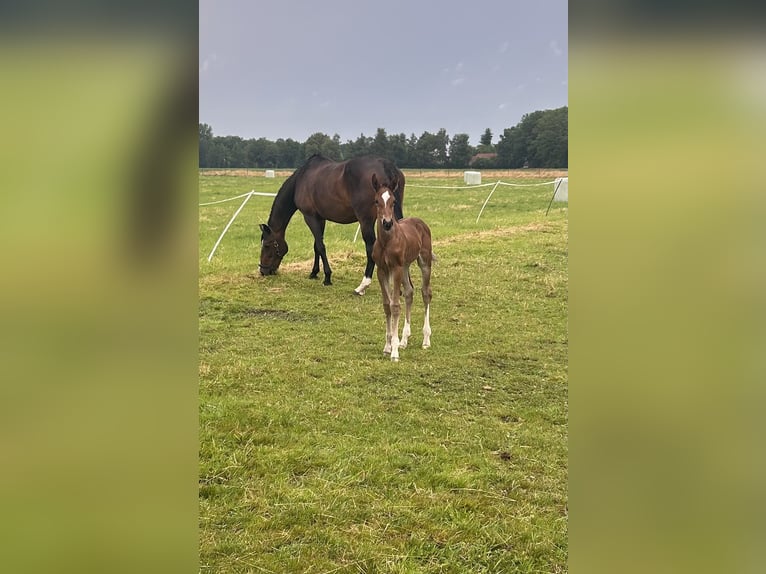 Deutsches Reitpferd Hengst  172 cm Brauner in Ladbergen