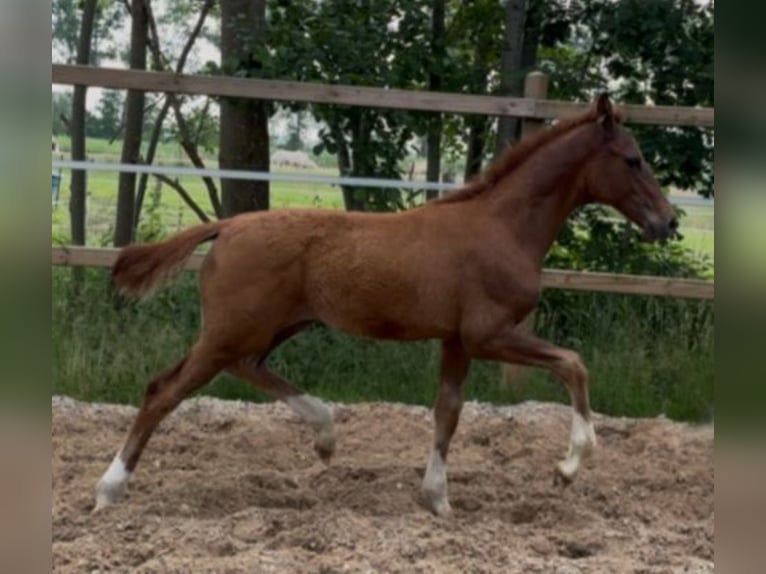 Deutsches Reitpferd Hengst Fohlen (04/2025) 172 cm Dunkelfuchs in Ihlienworth