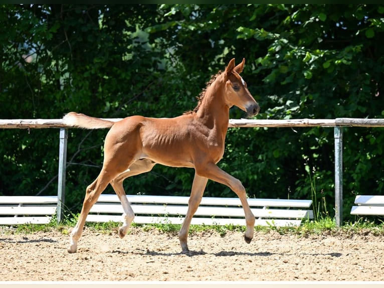 Deutsches Reitpferd Hengst  175 cm Fuchs in Dinkelscherben