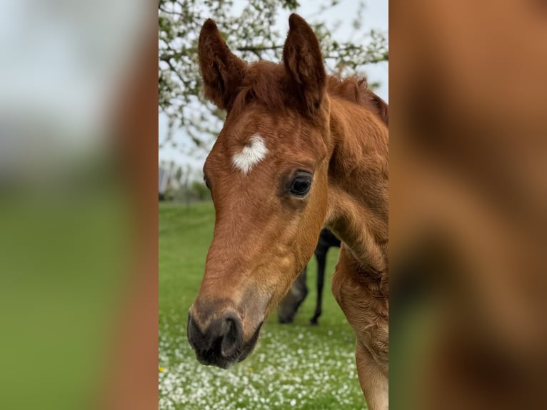 Deutsches Reitpferd Hengst  175 cm Fuchs in Rhede