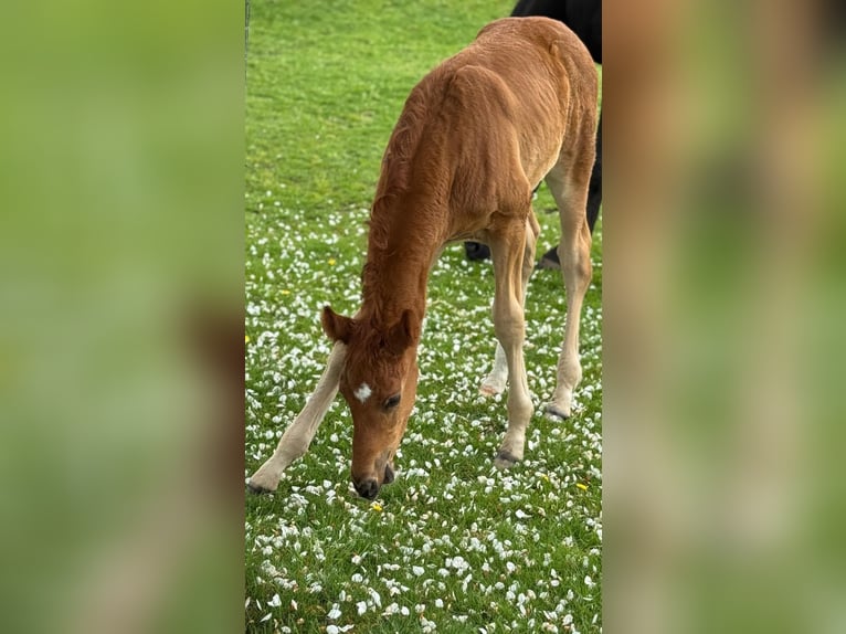 Deutsches Reitpferd Hengst  175 cm Fuchs in Rhede