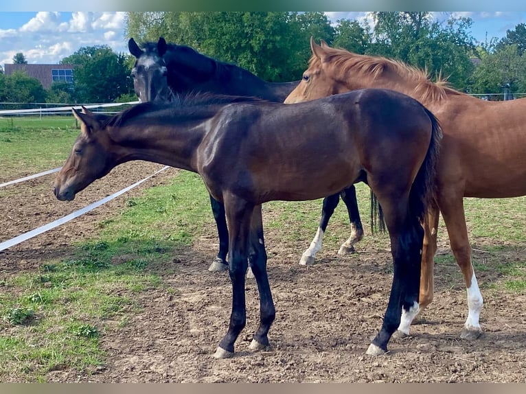 Deutsches Reitpferd Hengst Fohlen (04/2026) Brauner in Ellwangen (Jagst)