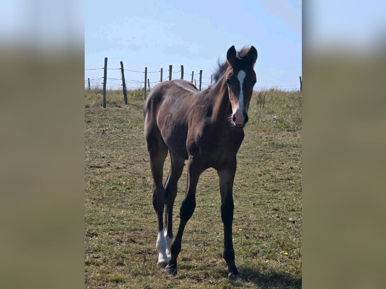 Deutsches Reitpferd Hengst  Brauner in Korbach