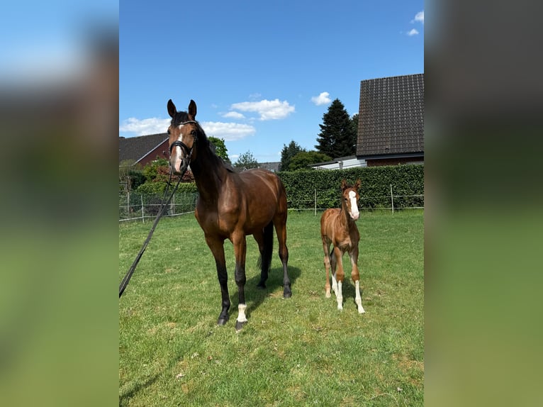 Deutsches Reitpferd Hengst Fohlen (03/2025) Brauner in Rheine