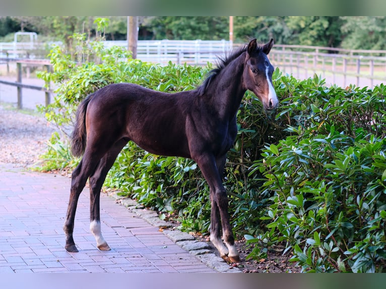 Deutsches Reitpferd Hengst Fohlen (06/2024) Brauner in Löningen