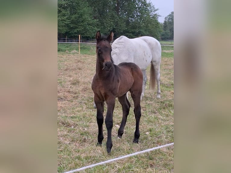 Deutsches Reitpferd Hengst  Brauner in Riesenbeck