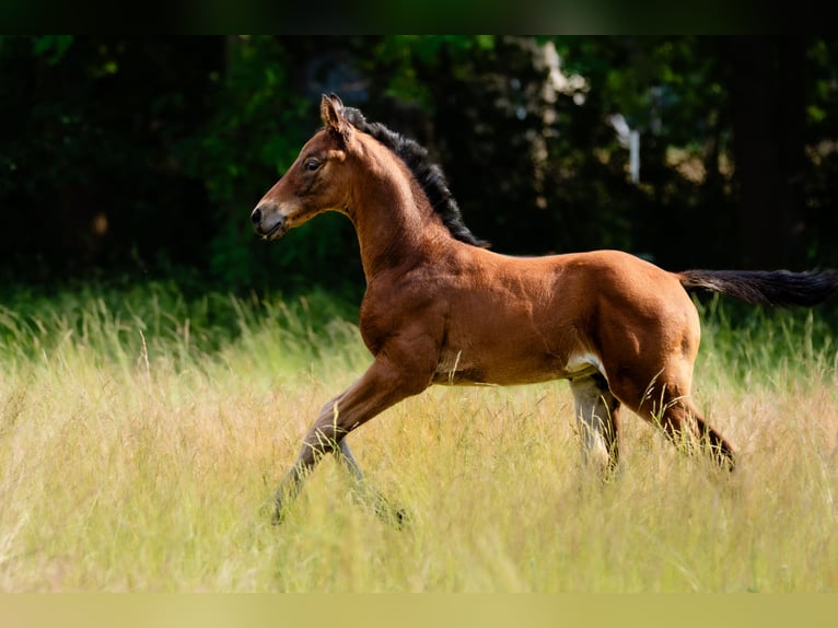 Deutsches Reitpferd Hengst  Brauner in L&#xFC;bbenau