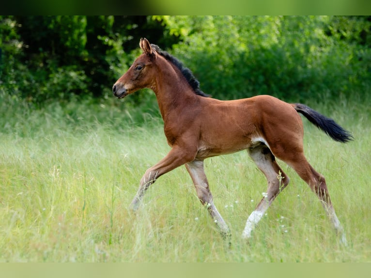 Deutsches Reitpferd Hengst  Brauner in L&#xFC;bbenau