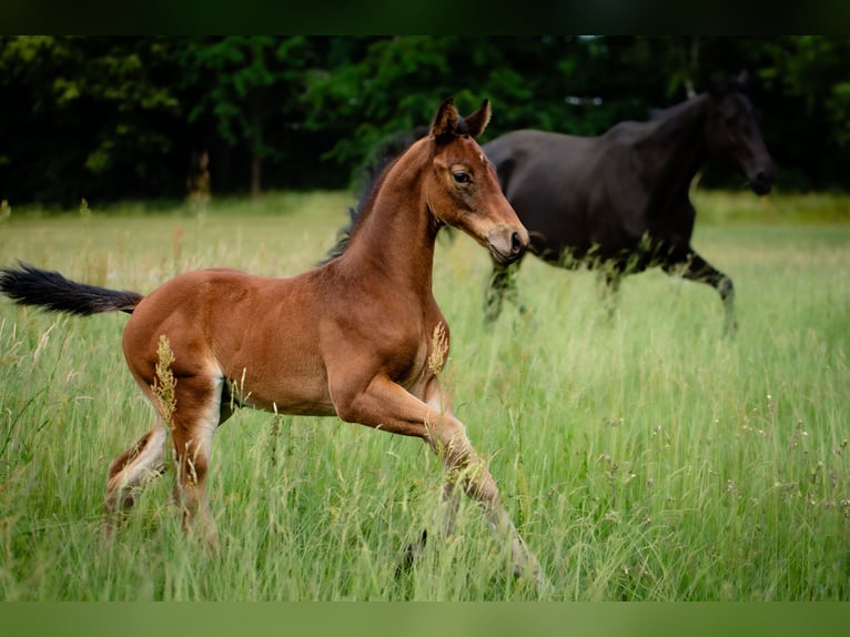 Deutsches Reitpferd Hengst  Brauner in L&#xFC;bbenau