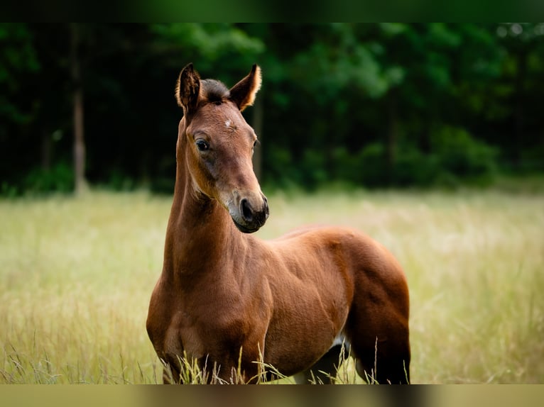 Deutsches Reitpferd Hengst  Brauner in L&#xFC;bbenau