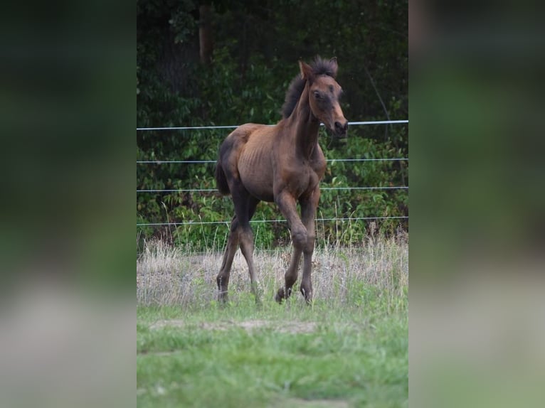 Deutsches Reitpferd Hengst Fohlen (05/2025) Dunkelbrauner in Berlin