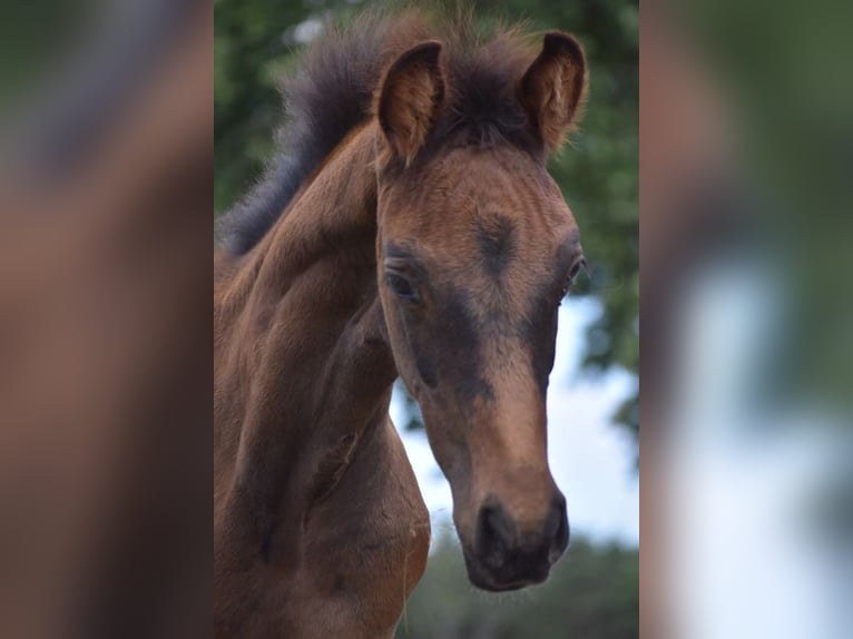 Deutsches Reitpferd Hengst Fohlen (05/2025) Dunkelbrauner in Berlin