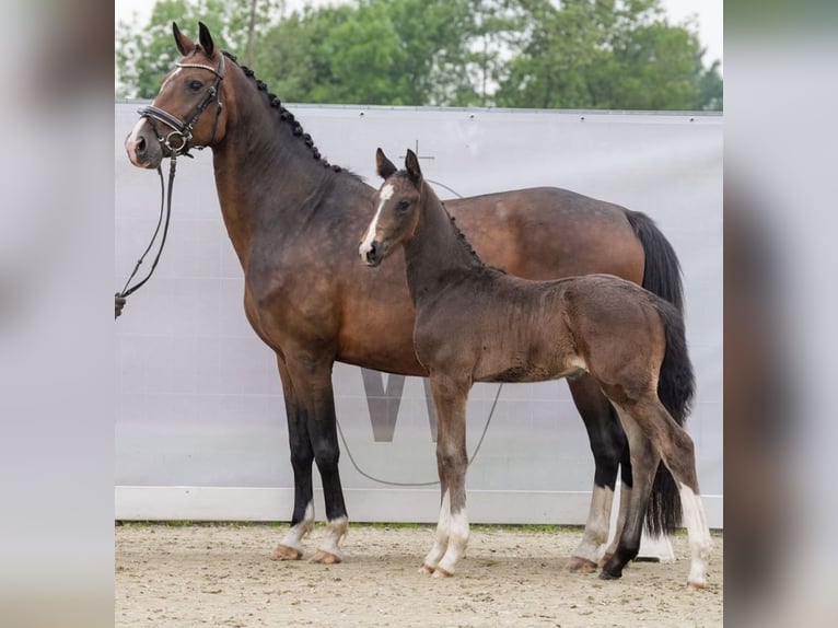 Deutsches Reitpferd Hengst Fohlen (04/2024) Dunkelbrauner in Recke