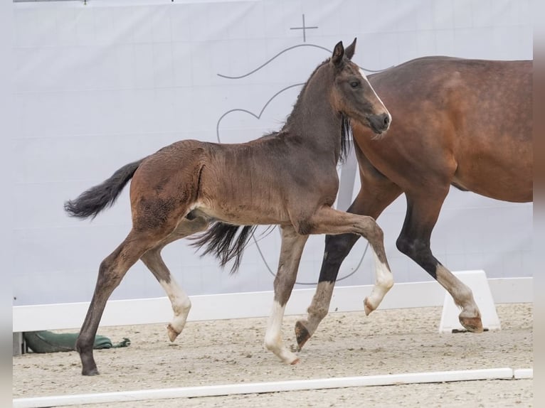 Deutsches Reitpferd Hengst Fohlen (04/2024) Dunkelbrauner in Recke