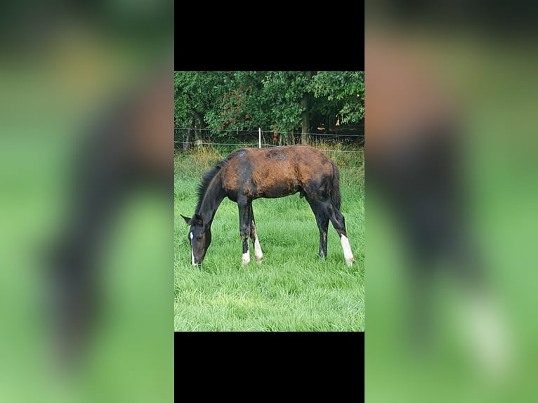 Deutsches Reitpferd Hengst Fohlen (04/2024) Dunkelbrauner in Recke