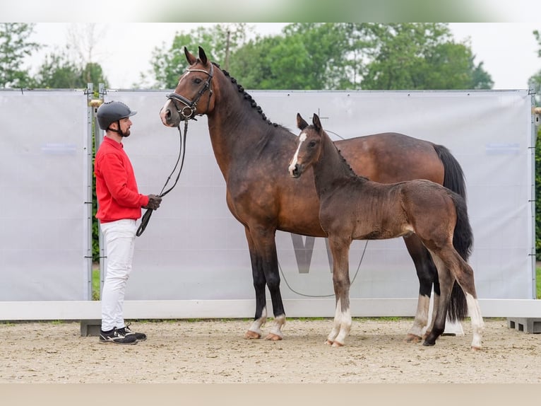 Deutsches Reitpferd Hengst Fohlen (04/2024) Dunkelbrauner in Recke