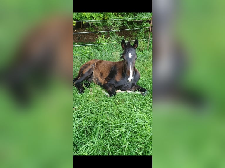 Deutsches Reitpferd Hengst Fohlen (04/2024) Dunkelbrauner in Recke