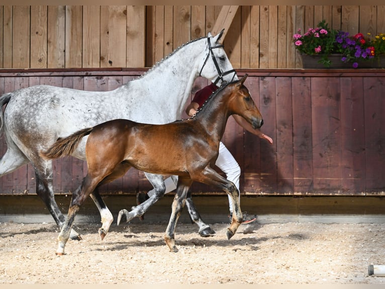 Deutsches Reitpferd Hengst Fohlen (04/2024) Dunkelbrauner in Unterthingau