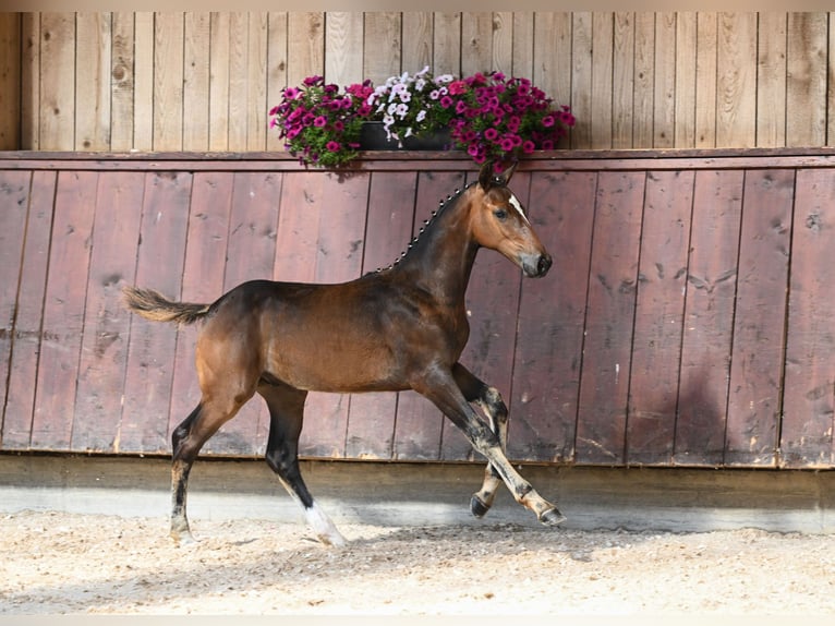 Deutsches Reitpferd Hengst Fohlen (04/2024) Dunkelbrauner in Unterthingau