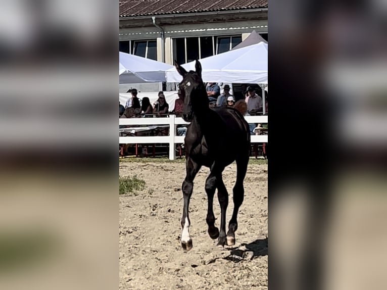 Deutsches Reitpferd Hengst Fohlen (04/2024) Dunkelfuchs in Medlingen