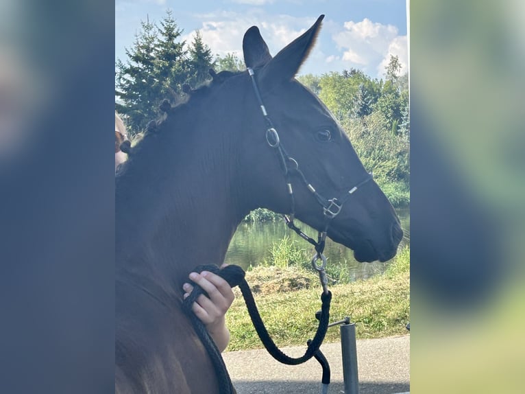 Deutsches Reitpferd Hengst Fohlen (04/2024) Dunkelfuchs in Medlingen