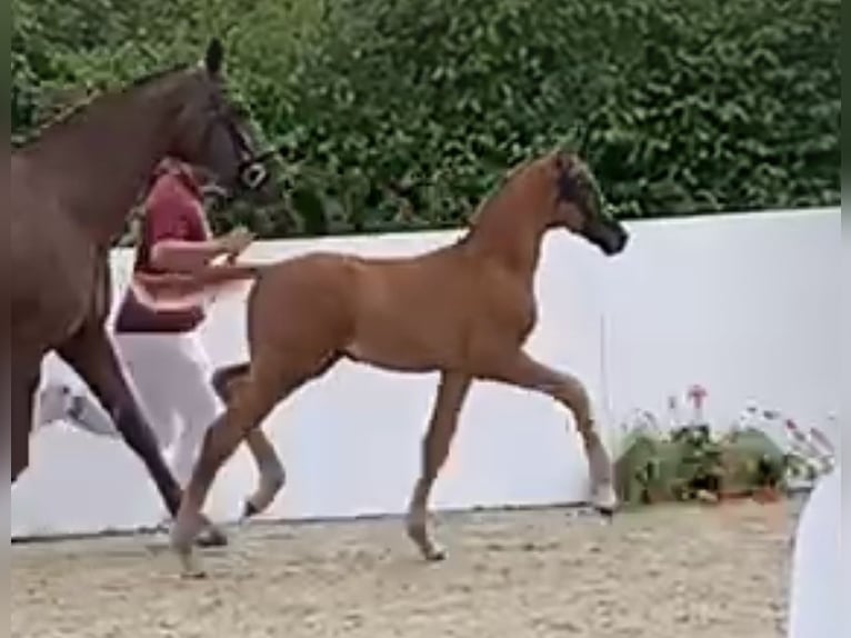 Deutsches Reitpferd Hengst Fohlen (04/2024) Dunkelfuchs in Medlingen