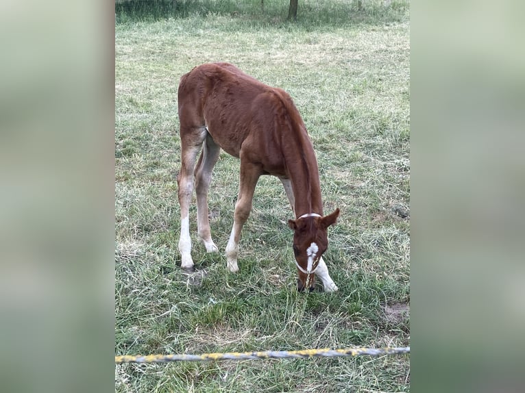 Deutsches Reitpferd Hengst  Dunkelfuchs in Warendorf