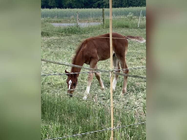 Deutsches Reitpferd Hengst  Dunkelfuchs in Warendorf